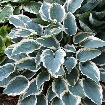 Хоста Hosta ‘El Niño’